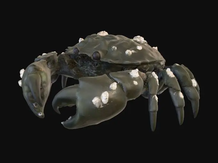 3D model for Rocky Crab