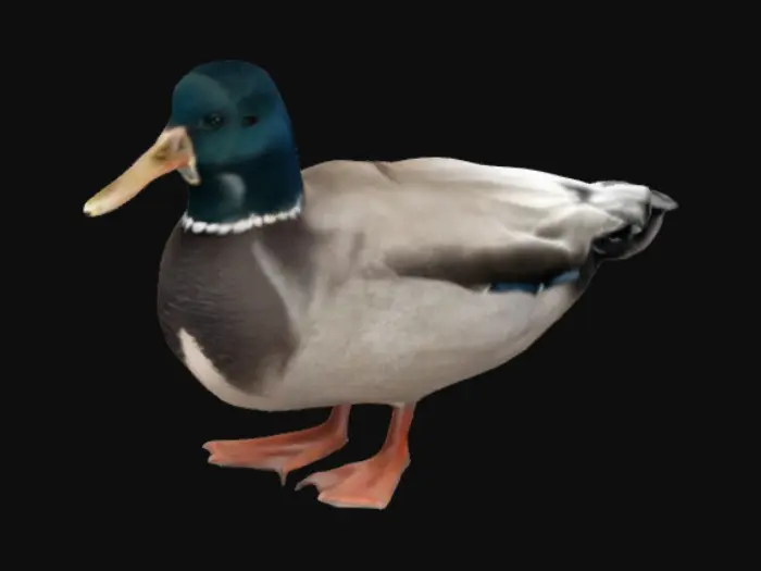 3D model for Dutch Duck Stroll