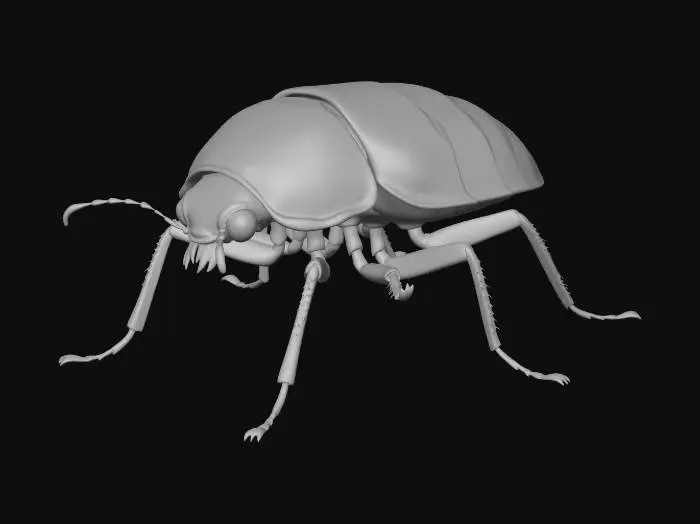 3D model for Create a photorealistic, high-resolution model of an adult bed bug (~5mm long). Flattened oval body, segmented, reddish-brown exoskeleton. Small, broad head with prominent compound eyes, short segmented antennae, and piercing-sucking proboscis tucked under the head. Six segmented legs with tiny claws. Abdomen shows clear horizontal segmentation and expands when engorged. Use clean, neutral lighting on a smooth background.

Texture:
Reddish-brown glossy cuticle, darker brown on head and legs. Segments have subtle shading variation. Legs and antennae slightly translucent amber. Abdomen lighter red when engorged with blood.