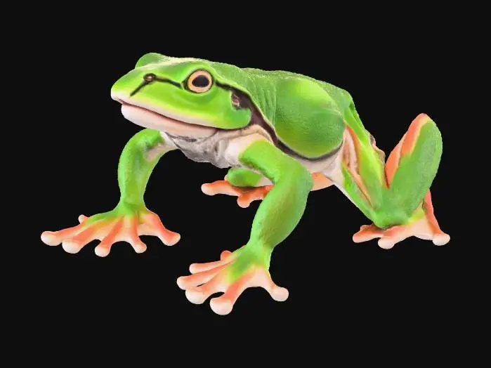 3D model for greentreefrog_cam10.jpg