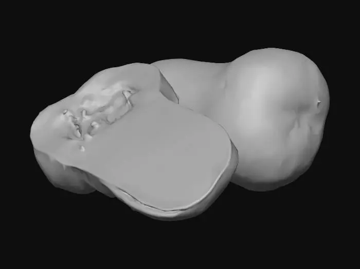 3D model for Butternut Squash Duo