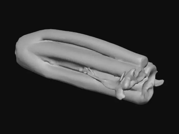 3D model for Celery Stalk