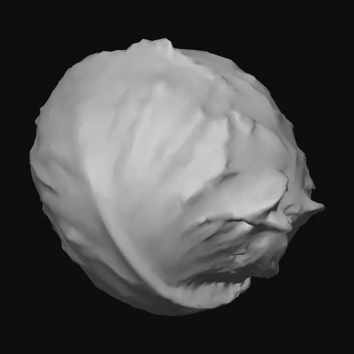 3D model for Cabbage Delight