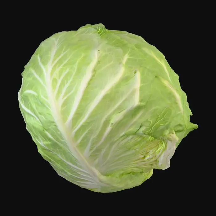 3D model for Cabbage Delight