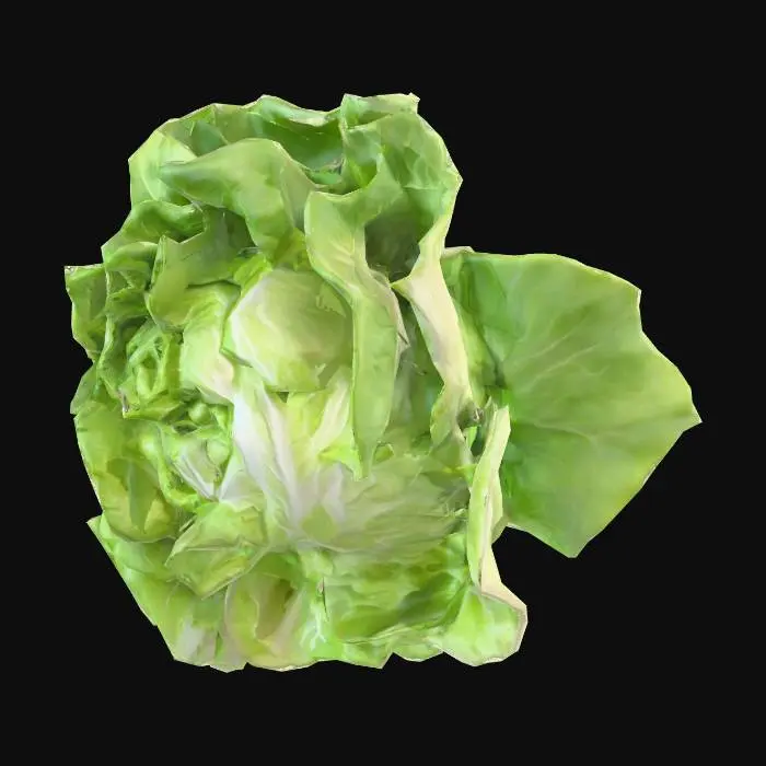 3D model for Lettuce Blossom