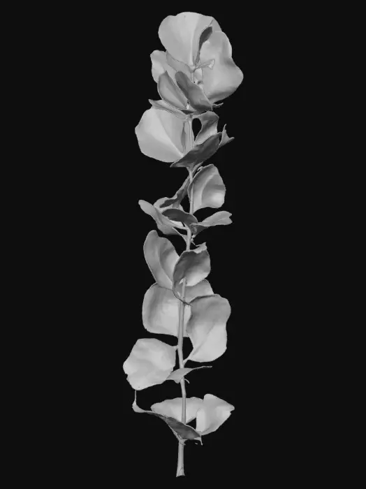 3D model for Eucalyptus Elegance