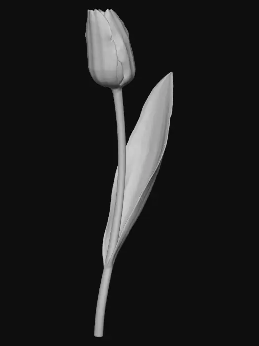3D model for Tulip Elegance