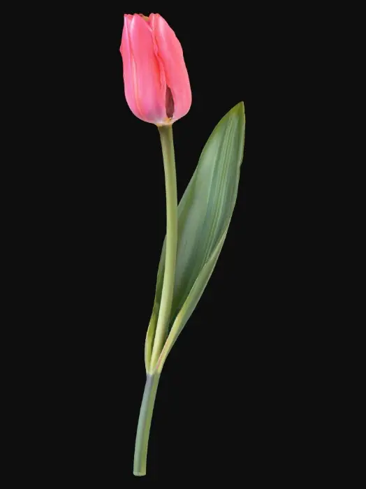 3D model for Tulip Elegance