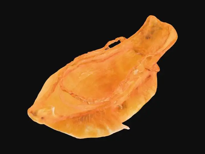 3D model for Dried Fish Maw