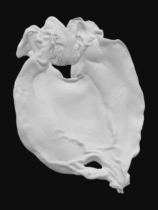 3D model for Dried Lemon Petal