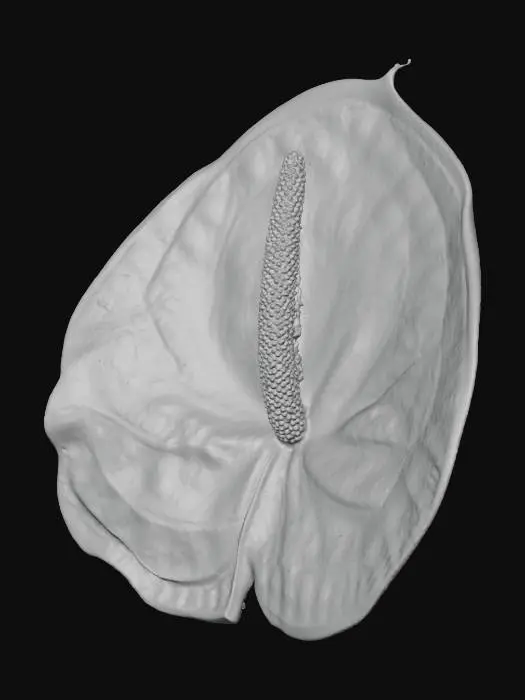 3D model for Anthurium Bloom