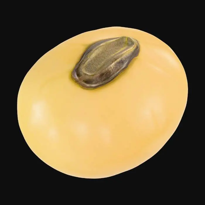 3D model for Soybean Seed