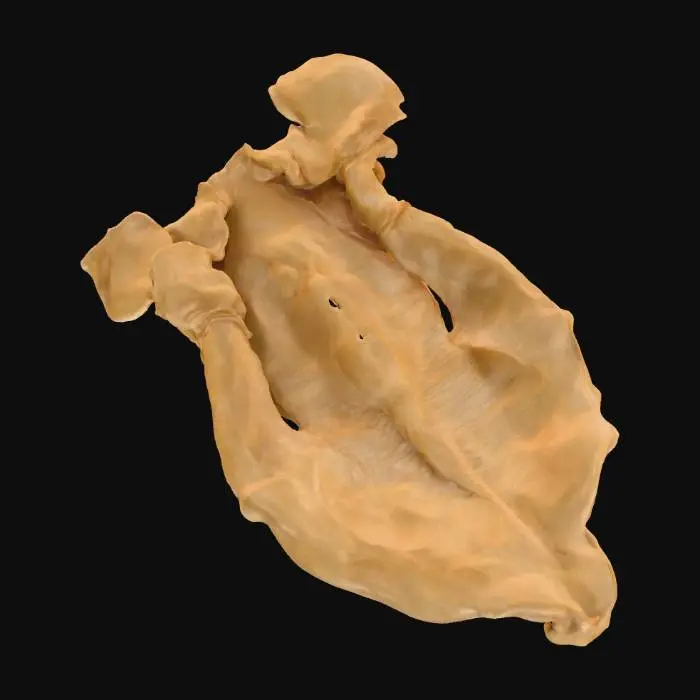 3D model for Translucent Drape