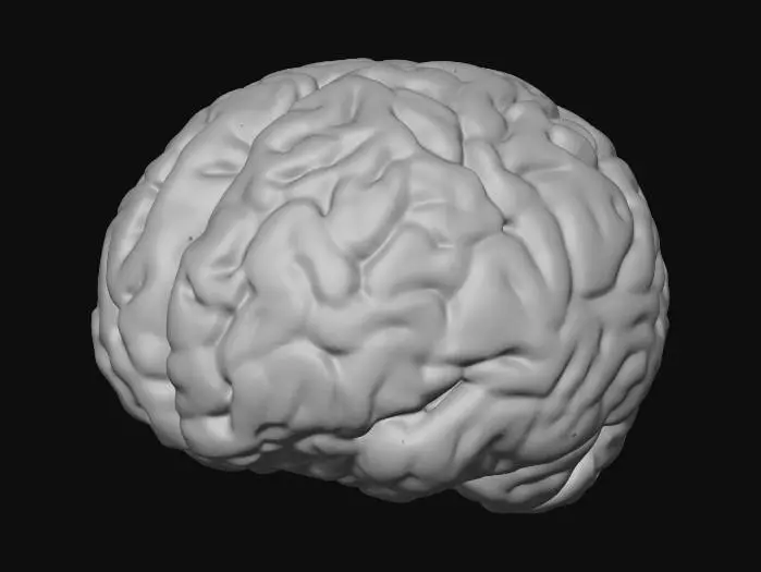 3D model for cervello