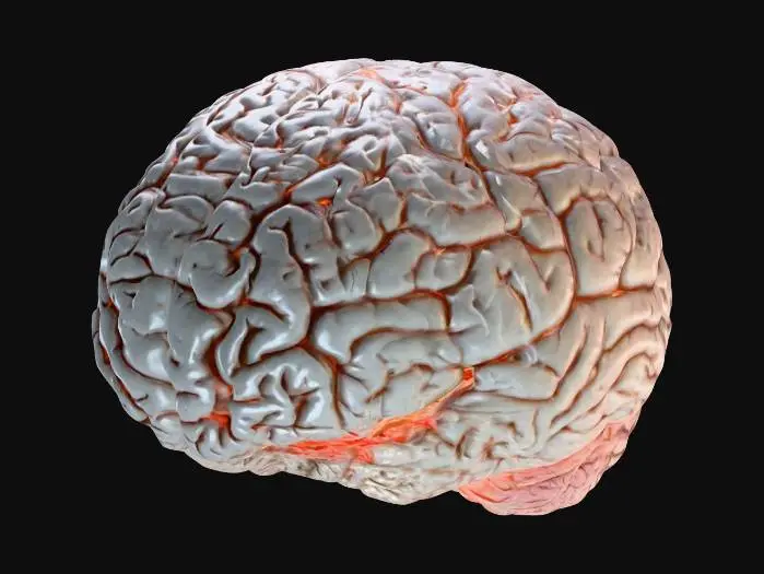 3D model for cervello