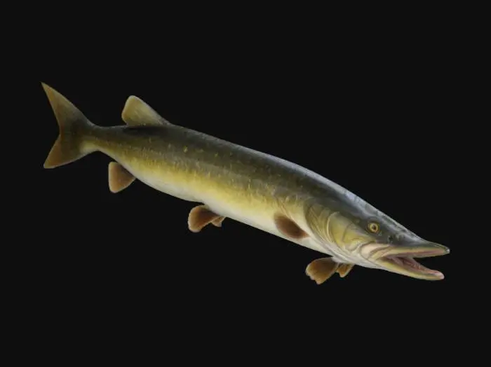 3D model for High poly, highly detailed and realistic full-body northern pike fish. Its eyes are perfectly lens shaped. Its mouth is hollow inside and has accurately modeled teeth. Its pose is neutral and straight.