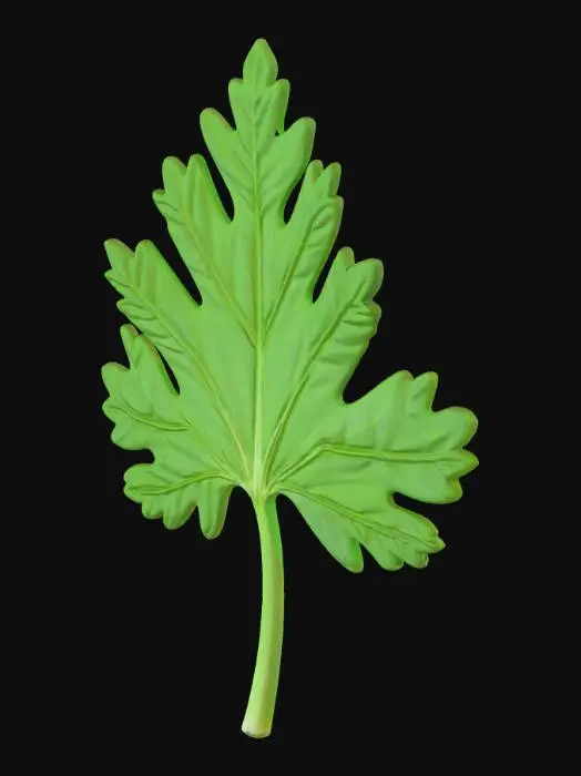 3D model for I want a single parsley leaf