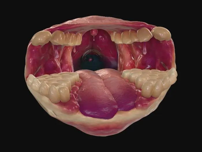 3D model for Oropharyngeal View