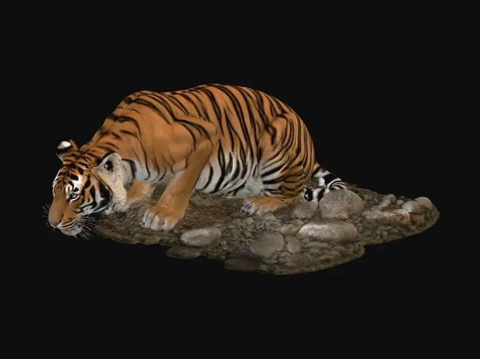3D model for Tiger Drinking at the Riverbank