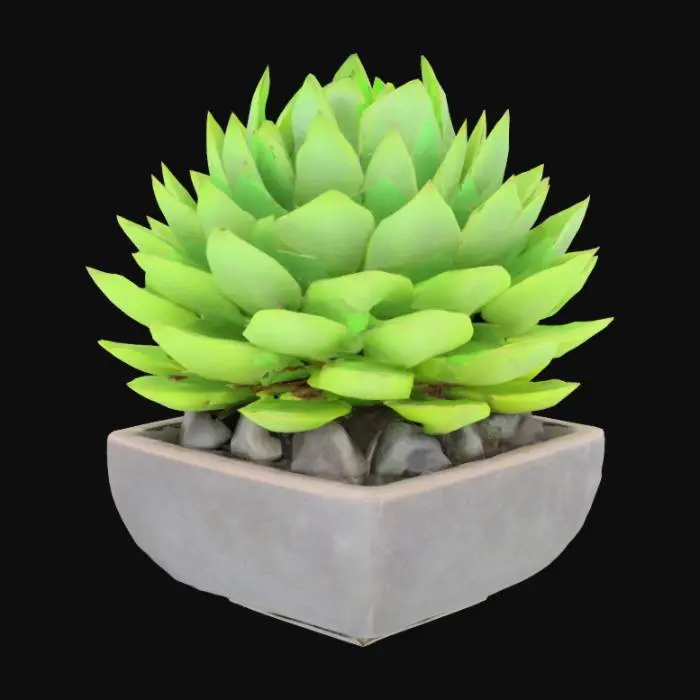 3D model for Crassula Buddha's Temple sitting in a square pot with rocks and flat base