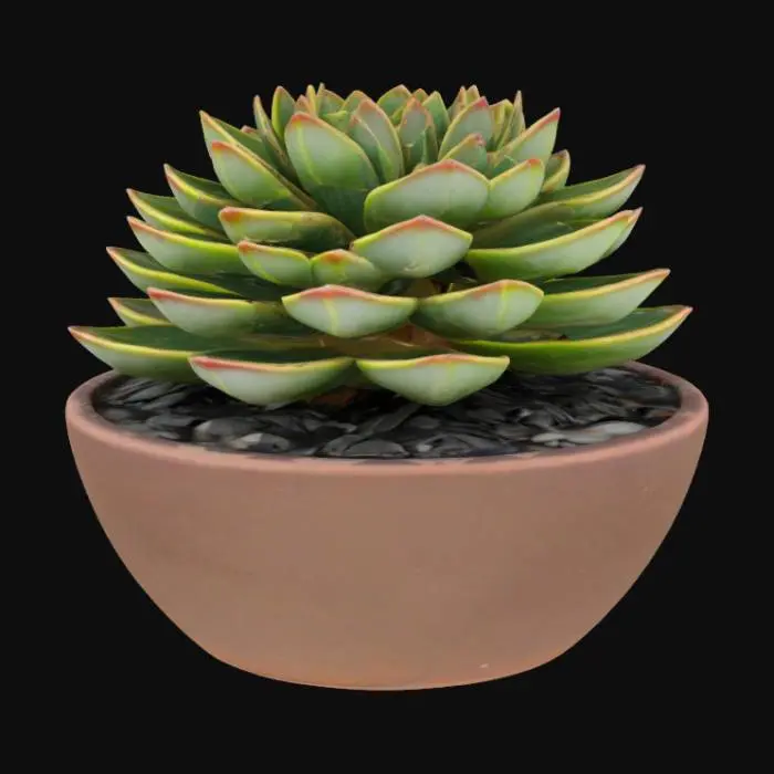 3D model for Crassula Buddha's Temple sitting in a square pot with rocks and flat base