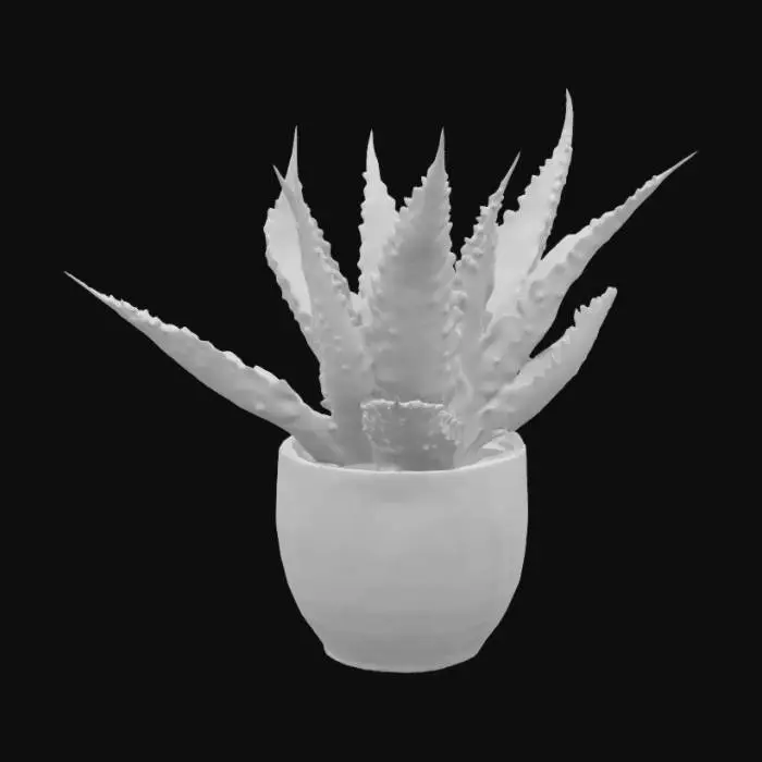 3D model for Aristaloe aristat.
Lace Aloe.  The dark green leaves have white bumps on them, are wide at the bottom and taper into a sharper point at the top.  should be potted.