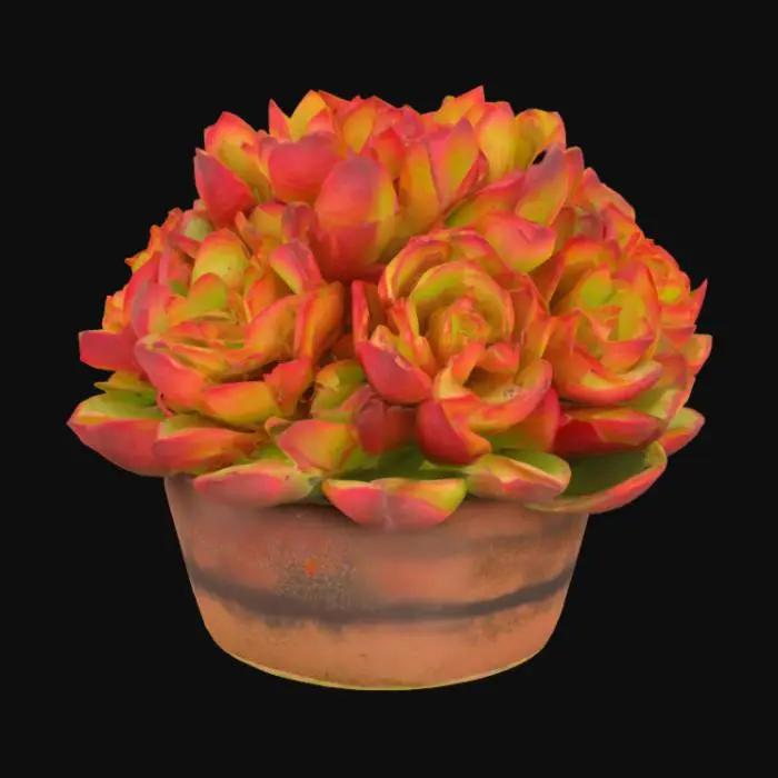 3D model for Aeonium canariense
Giant Velvet Rose, Tree Aeonium
This large shrub-like succulent has bright green rosettes that turn red in full sun.  should potted in a pot filled with sand and small pebbles