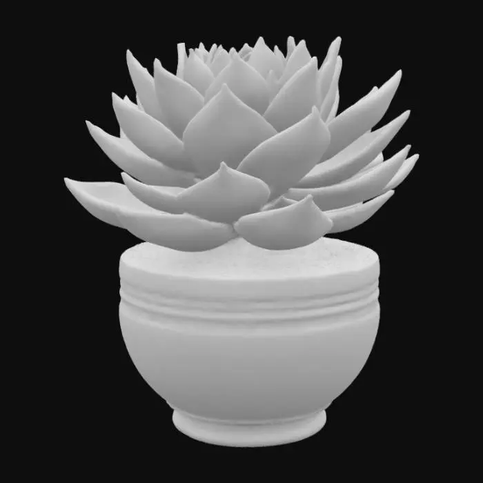 3D model for Aeonium canariense
Giant Velvet Rose, Tree Aeonium
This large shrub-like succulent has bright green rosettes that turn red in full sun.  should potted in a pot filled with sand and small pebbles