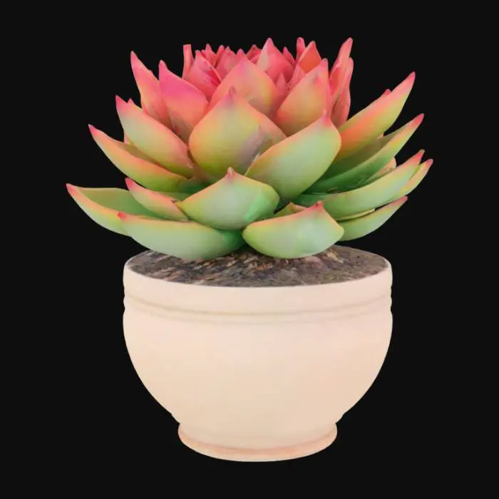 3D model for Aeonium canariense
Giant Velvet Rose, Tree Aeonium
This large shrub-like succulent has bright green rosettes that turn red in full sun.  should potted in a pot filled with sand and small pebbles