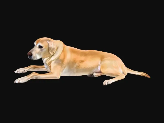 3D model for Golden Companion