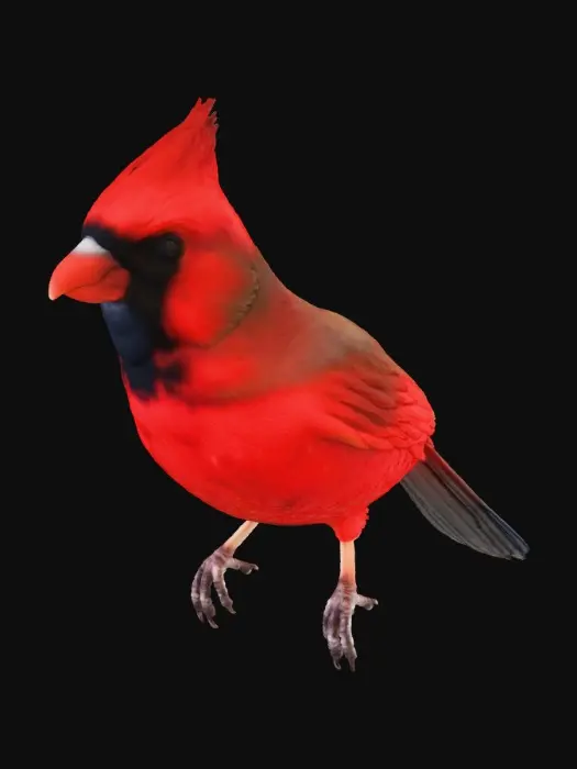 3D model for Cardinal Perch