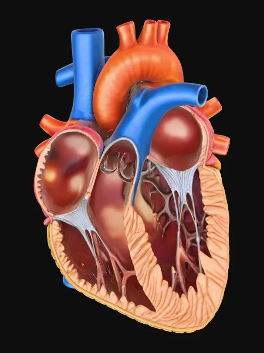 3D model for Human Heart Anatomy Illustration