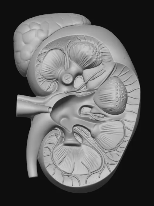 3D model for Kidney Cross Section Diagram