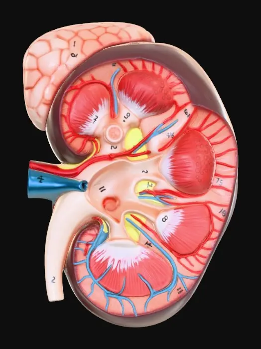 3D model for Kidney Cross Section Diagram
