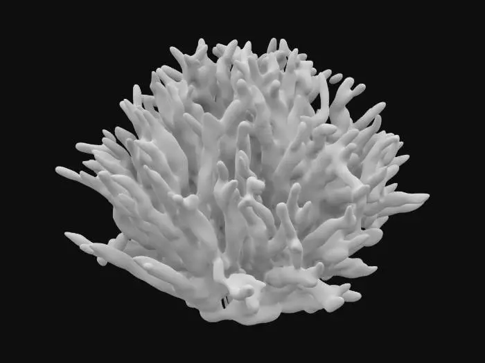 3D model for coral