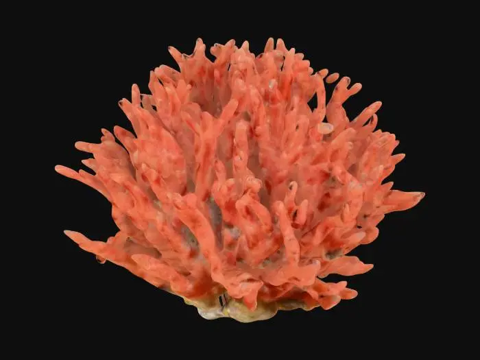3D model for coral