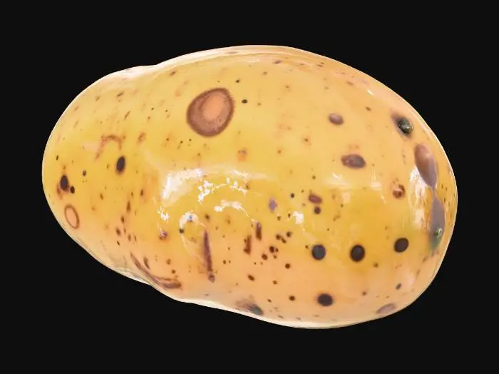 3D model for Hyper-realistic single raw potato (russet/golden), uncut. Slightly irregular oblong shape with natural lumps and shallow dents. Skin: earthy tan-brown with matte roughness, subtle sheen on high spots, fine pores, tiny soil residue in creases, a few scuffs and bruised patches, small sprout “eyes” with darker rings. Add faint micro-scratches, dust specks, and realistic color variation. Optional small root nub and minor skin flake peeling. PBR-ready: clean UVs, hi-res textures, accurate roughness/normal maps, subtle subsurface for flesh just beneath thin skin. Centered object only, no ground/props, neutral studio lighting. Avoid cartoon/low-poly, plastic look, oversaturated colors, watermarks.