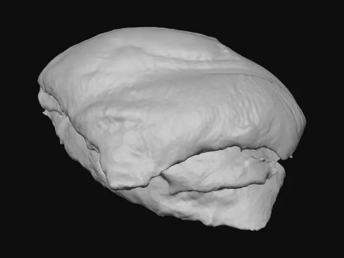 3D model for Fish Fillets