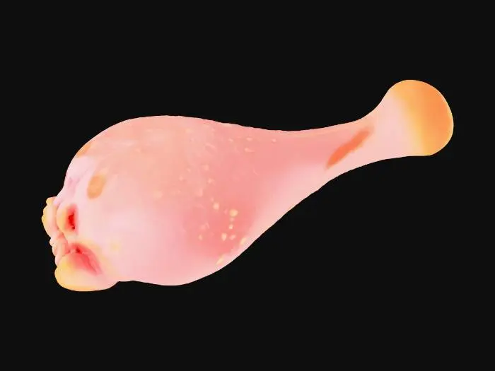 3D model for Hyper-realistic raw chicken drumstick (uncooked), single piece, no packaging. Natural shape with rounded meaty end and exposed bone nub at handle end. Skin: pale pink/beige with subtle yellow fat patches, fine pores/follicle bumps, slight translucency, tiny wrinkles and stretch lines, small bruising specks, moisture sheen with a few sticky glossy highlights. Include faint skin folds near joint, slight tendon texture, and minimal residual feather pin marks. Add a couple tiny fat droplets and a light wet sheen along the underside; no excessive blood. PBR-ready: clean UVs, hi-res textures, accurate subsurface scattering, roughness variation for wet skin, micro-normal for pores and wrinkles. Centered object-only asset, neutral studio lighting, soft contact shadow, no hands/props, no gore. Avoi