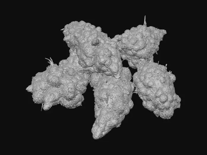 3D model for Hyper-realistic 3D model of a pile of 5 loose cannabis buds clustered naturally. Dense nugs with varied shapes/sizes, vivid green with orange pistils and subtle purple hints; heavy frosty trichome coverage with realistic sparkle. Include stem nubs, leaf curls, slight compression where buds touch, tiny crumbs/kief specks in crevices. Surface detail: tacky resin sheen, micro-roughness, natural imperfections, no mold. PBR-ready: clean UVs, hi-res textures, accurate subsurface scattering, micro-normal for trichomes, correct roughness variation. Neutral studio lighting, centered asset, no container, no hands, no labels/text. Avoid low-poly/cartoon, oversaturated colors, blurry textures, duplicate bud shapes, watermarks.