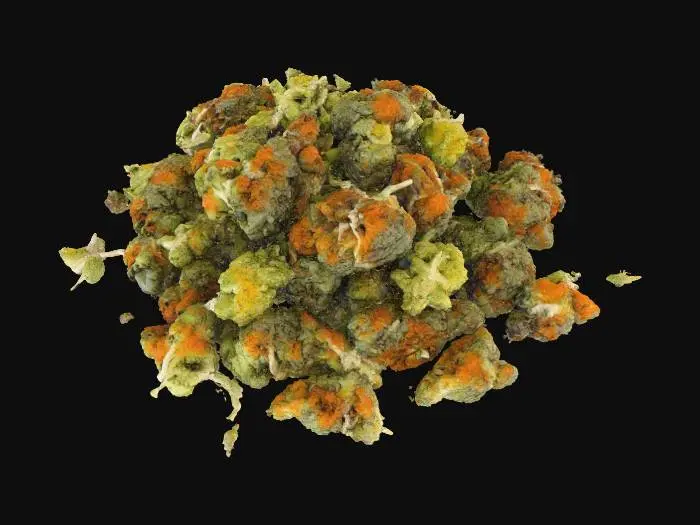 3D model for Cannabis Harvest