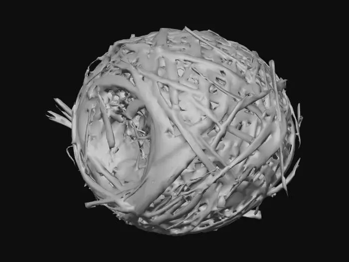 3D model for Tangled Nest