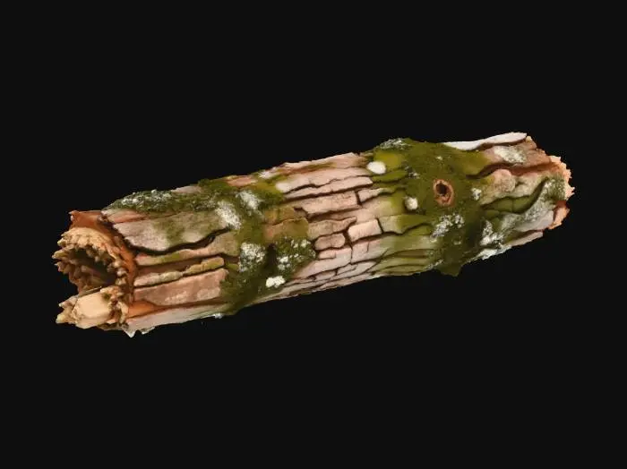 3D model for Forest Fragment