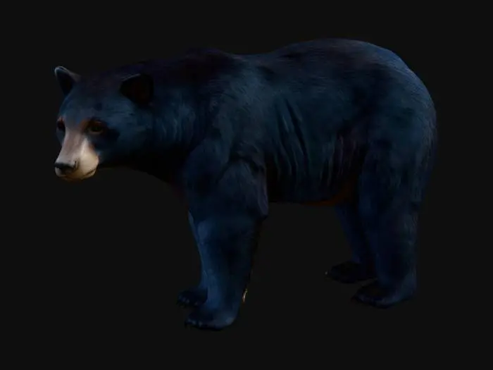 3D model for American Black Bear
