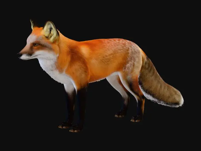 3D model for American Red Fox