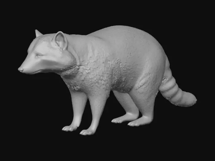 3D model for American Racoon