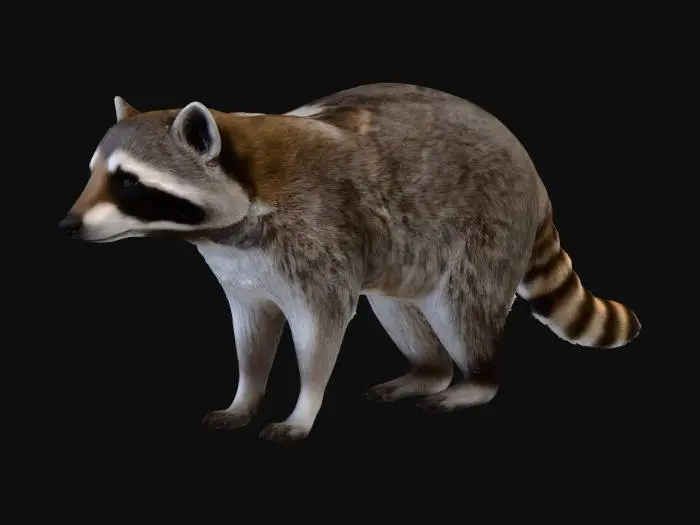 3D model for American Racoon