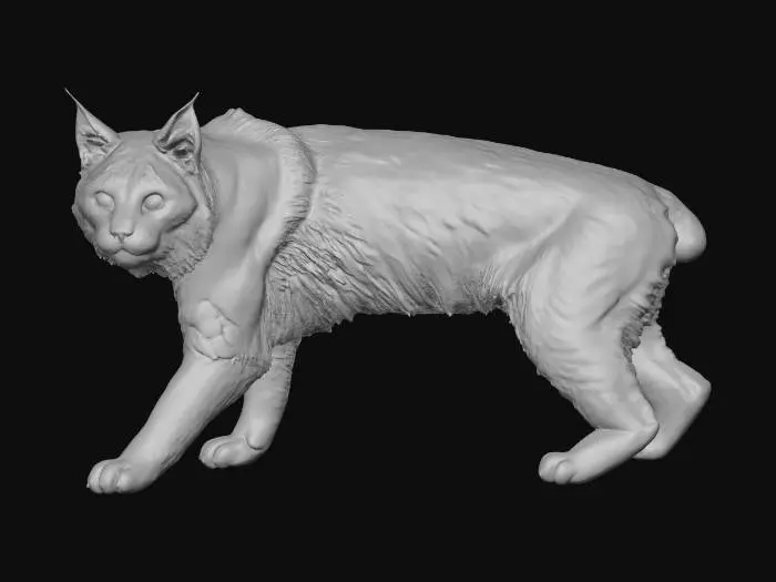 3D model for American Bobcat Posed