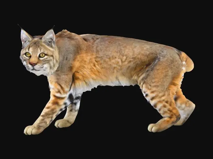 3D model for American Bobcat Posed