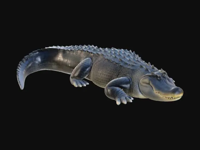 3D model for American Alligator